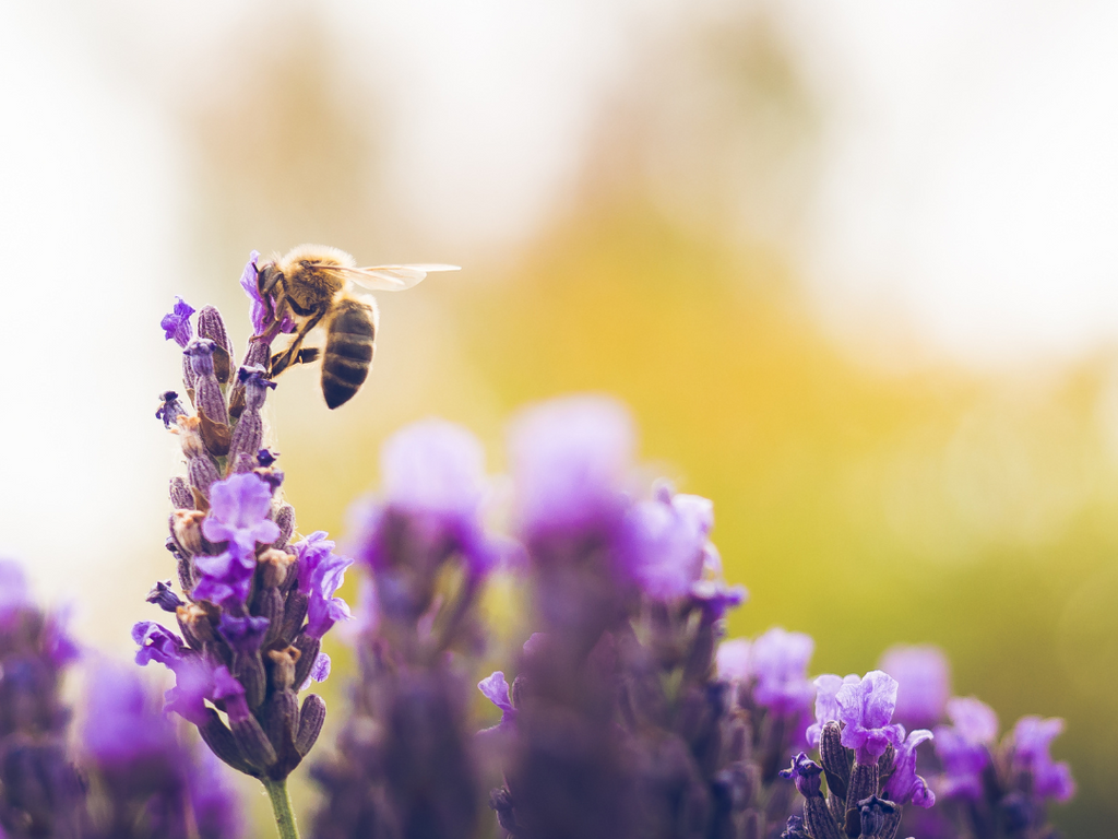 4 Simple Actions to Protect Nature: Making a Difference for a Sustainable Future
